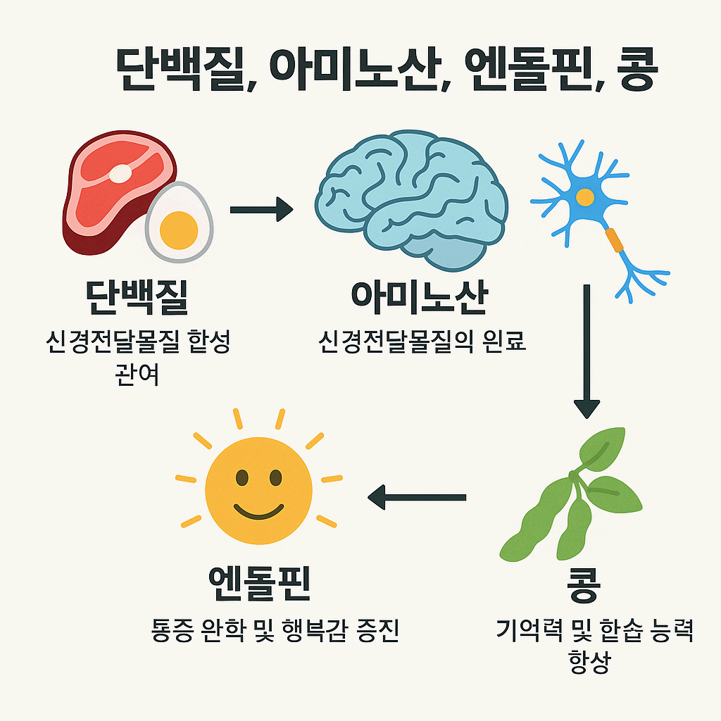 뇌영양학 : 단백질, 아미노산, 엔돌핀, 콩 – 뇌와 정신 건강을 위한 영양소의 과학