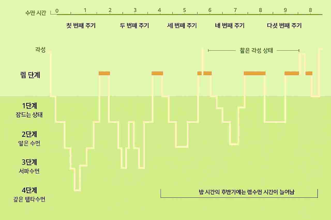 수면 뇌파는 어떤 단계로 구분되는가?