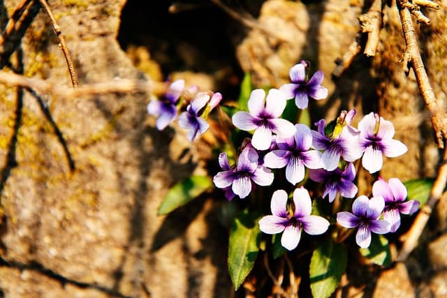 [내기바둑의 비극] 도박말고 소확행하라.