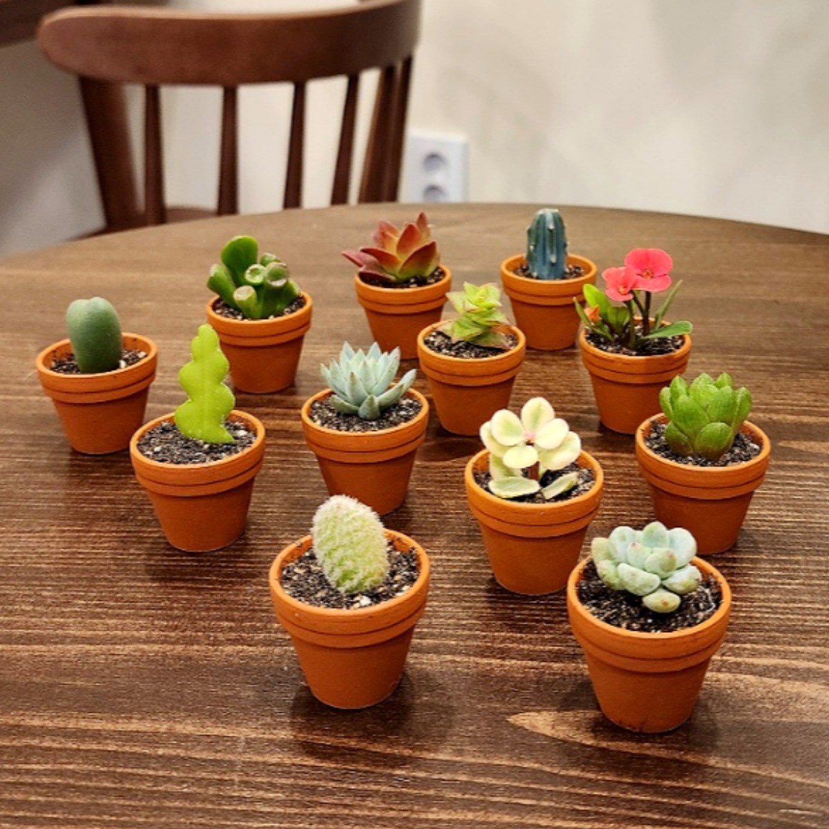 다육이 쿠팡 추천 베스트10