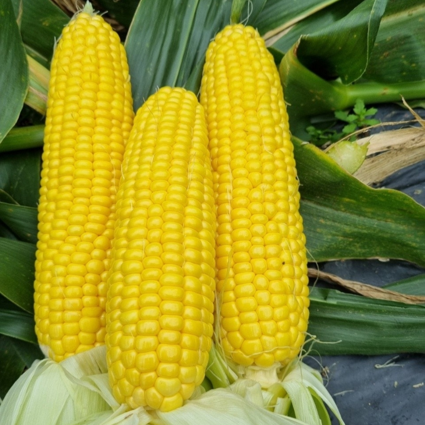 초당옥수수 쿠팡 추천 베스트10